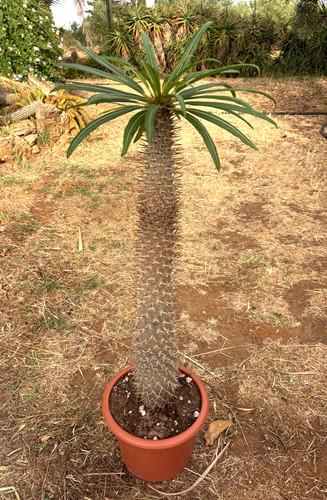 Pachypodium lamerei cactus - -,
