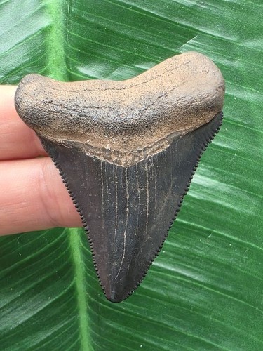 Dente nero del megalodonte - , 6,3