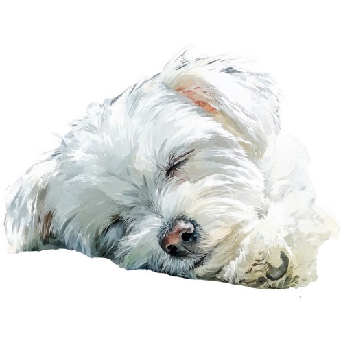 Adesivi cane maltese - 9,