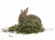 Erba Medica (Alfalfa) 500 grammi | Fieno Ricco di Fibre e Proteine | Conigli