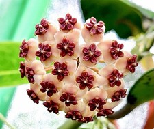 🌿 Hoya Kerrii Rara – La