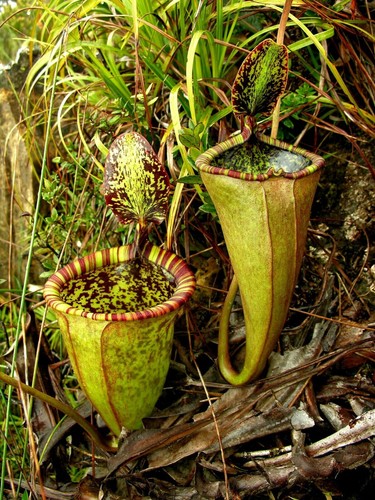Nepenthes attenboroughii - nepenthes,