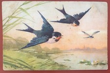 Cartolina Antica Svizzera con