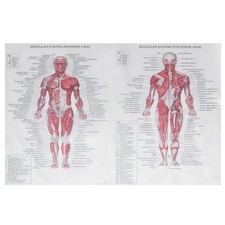  Poster di anatomia umana