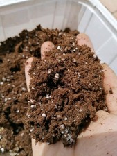 Torba bionda acida di sfagno