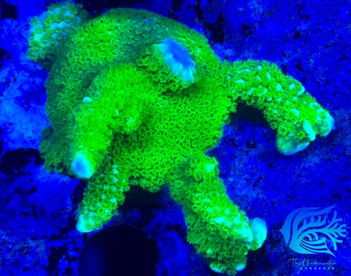 Corallo montipora digitata - corallo,