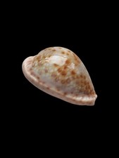 Shell conchiglia cypraea - conchiglia,