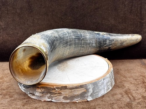Antico corno toro mucca - antico,