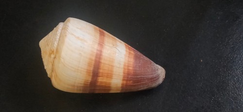 Conchiglia shell conus miles - ,