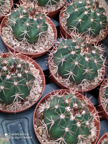 Melocactus matanzanus pot - matanzanus,