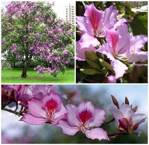 Semi dibauhinia variegata - variegata,