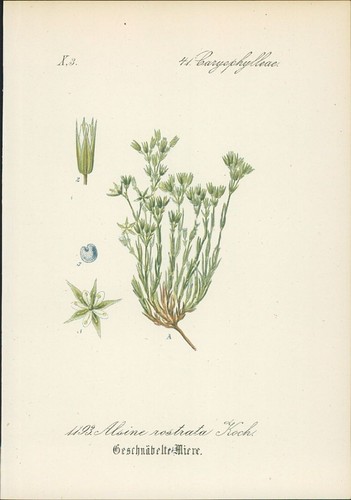 Chromolithographie - ,