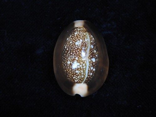 Sea shells cypraea - sea,
