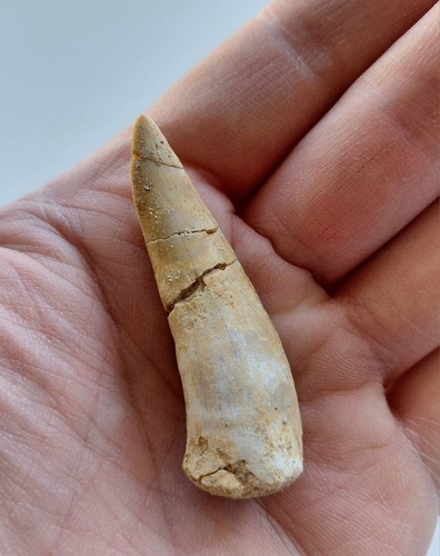 Dente enchodus lybicus - dente, di