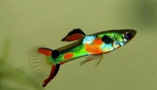 Guppy Endler green lime mix