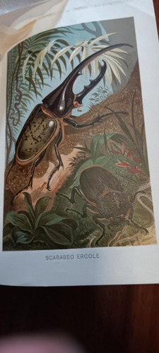 Brehm vita degli - vita,