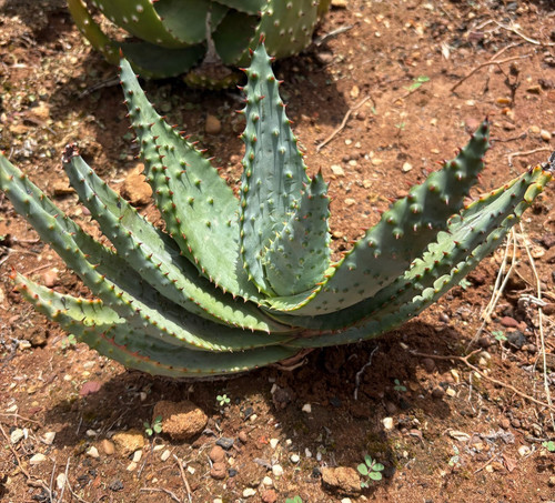 Aloe marlothii pianta da - marlothii,