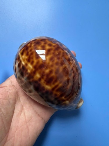 112 cypraea tigris - mm,