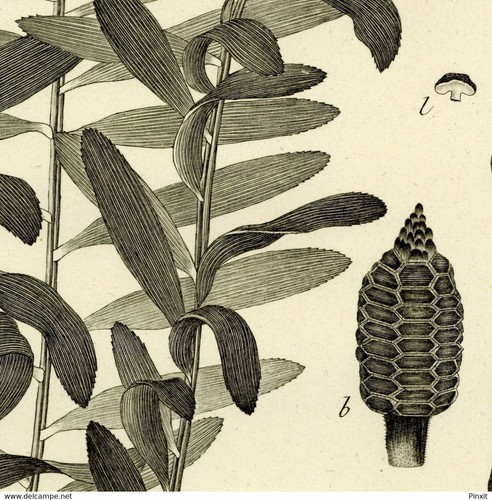 Botanique zamia chigua - botanique,