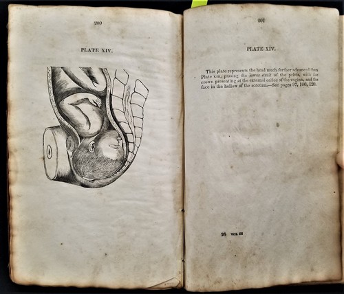 1833 antique botanic - antique,