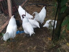 10 uova da cova, polli