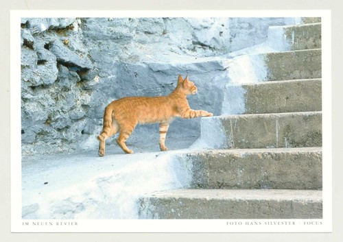 Cartolina postale gatto - 1, "nel