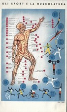 Stampa antica ANATOMIA