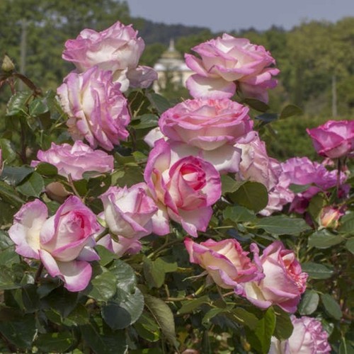Pianta rosa principesse - rosa,