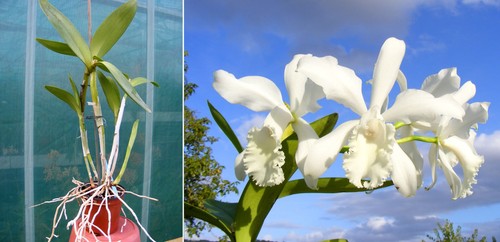 Cattleya gisela schmidt - gisela,
