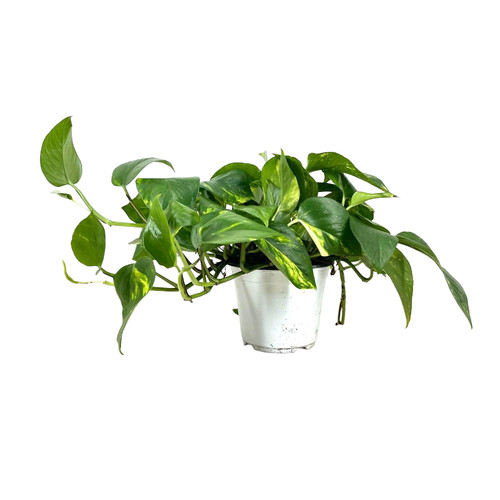 Pianta pothos - pianta,