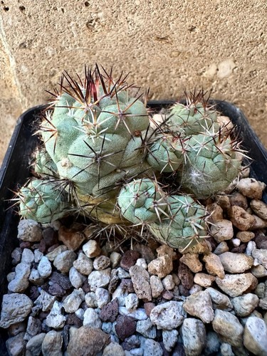Ortegocactus macdougallii own - macdougallii,,