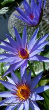 Bulbo ninfea tropicale - di,