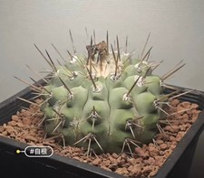 7,6 cm Copiapoa cinerea