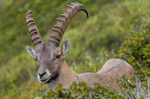 Stambecco alpino capra ibex - stambecco, alpino,