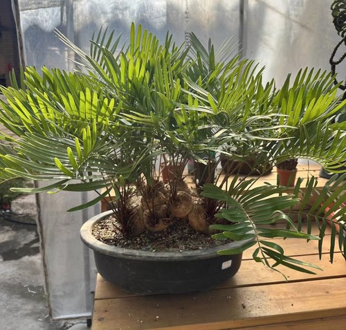 Rara zamia floridana wysiwyg - rara,