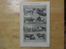 Orig.(1908) Incisione su legno