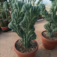 Mirtillocactus Crestato 