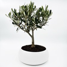 My Little Bonsai - Bonsai Di Olivo In Ciotola Bassa Bianca In Ceramica.