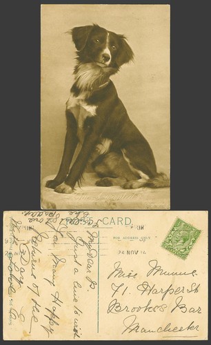 Border collie dog puppy - border, puppy,
