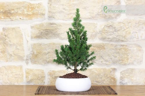 Bonsai abete ciotola - in,