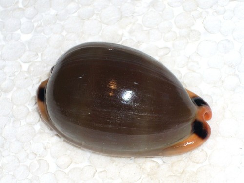 Cypraea lurida monster - cypraea,