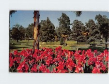 Postcard Huge Bed Of Red