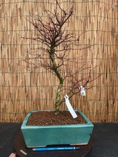 Bonsai di Acero Deshojo h 51cm