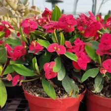 100 Semi Euphorbia Milii