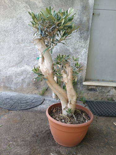 Ulivo bonsai vaso olivo - vaso,