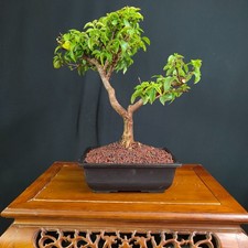 PRE BONSAI DI BOUGANVILLEA SANDERIANA FUCSIA