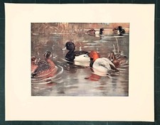 Stampa antica UCCELLI ANATRE MORIGLIONE e MORETTA 1911 Antique print