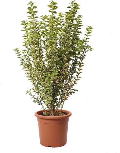 Ligustrum japonicum - ligustrum,