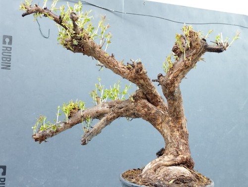 Pre bonsai melograno - di,
