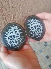 Minerali *** Grande SEPTARIA SEZIONATA ** L'ASTA COMPRENDE ENTRAMBE LE SEZIONI